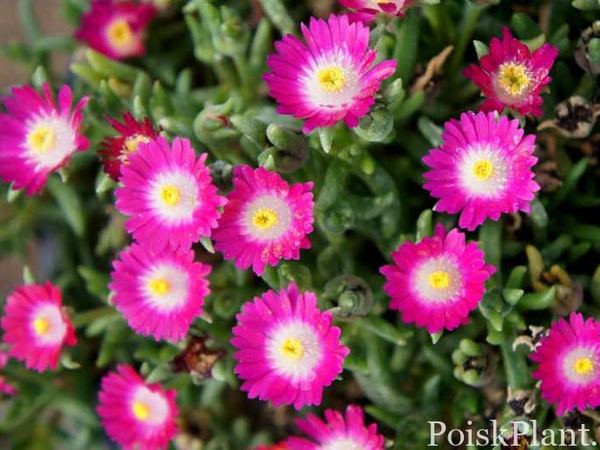 Делосперма Купера Jewel of Desert Amethyst