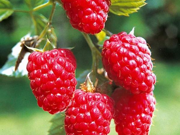 Малина обыкновенная Tarussa