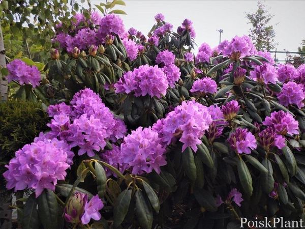 Рододендрон гибридный Purpureum Grandiflorum