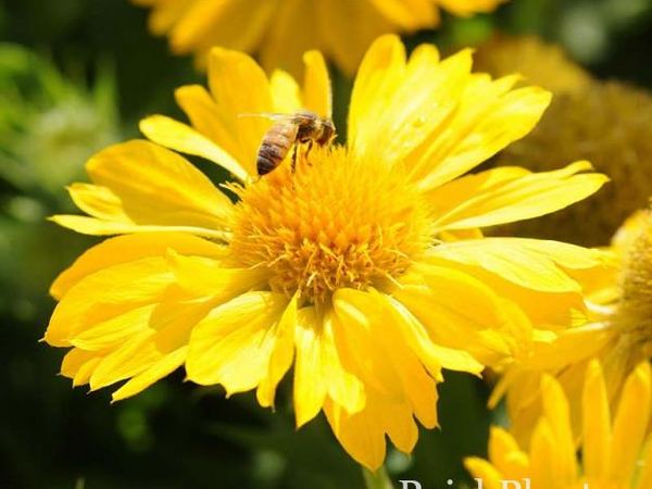 Гайллардия крупноцветковая Mesa Yellow