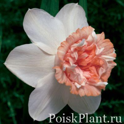 Нарцисс гибридный Rosy Cloud