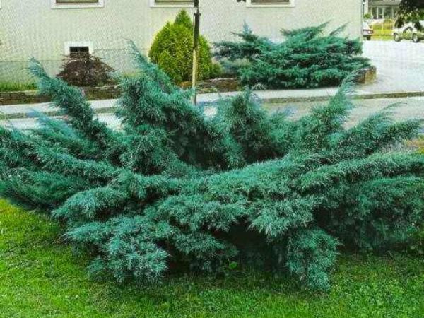 Можжевельник средний Pfitzeriana Glauca