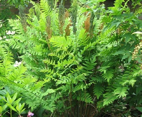 Чистоус королевский Purpurascens
