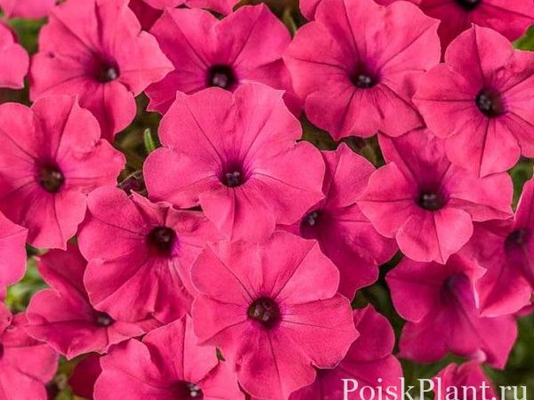Петуния гибридная Supertunia Vista Fuchsia