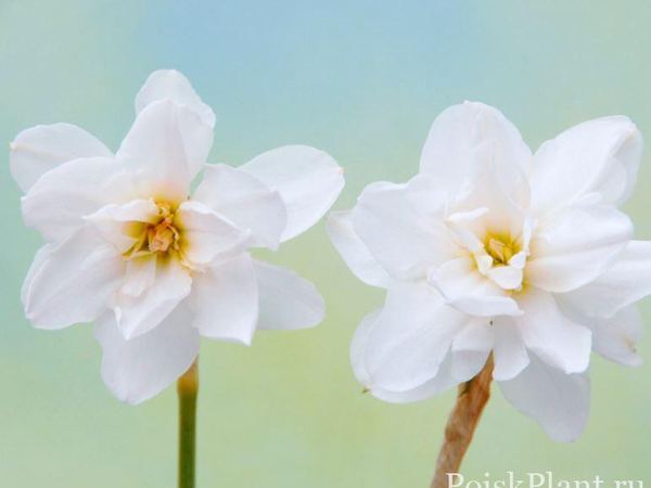 Нарцисс гибридный Albus Plenus Odoratus