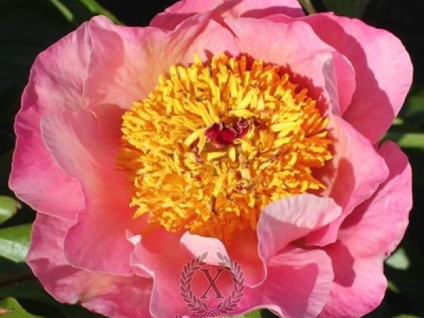 Пион травянистый Heavenly Pink