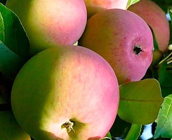 Яблоня домашняя Zorenka