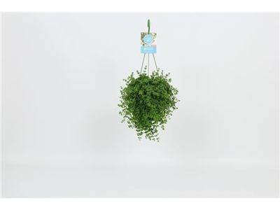 Пеперомия клузиелистная Исабелле
