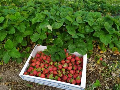 Berry Store (Клубничная ферма Борисовых)