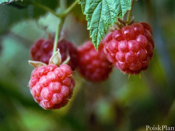 Малина обыкновенная hybrida