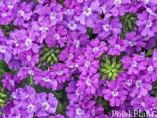 Вербена гибридная Superbena Violet Ice