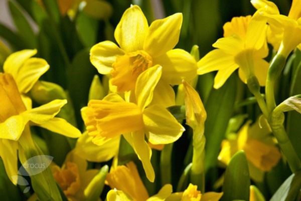 Нарцисс гибридный Tete a Tete