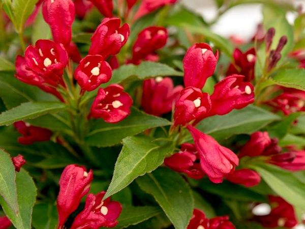 Вейгела цветущая All Summer Red