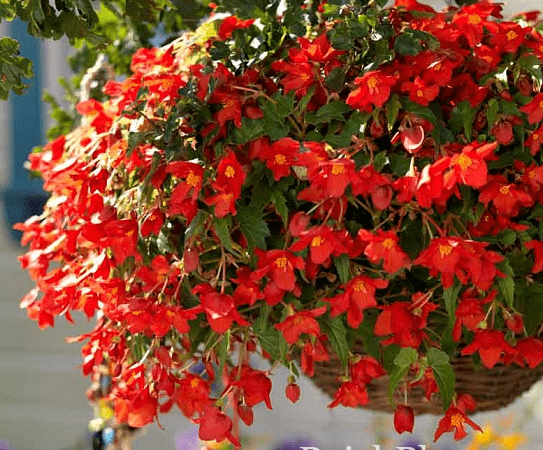 Бегония клубневая Bertini Worthiana Red