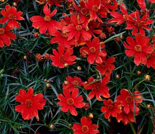 Кореопсис мутовчатый Броад Стрит
