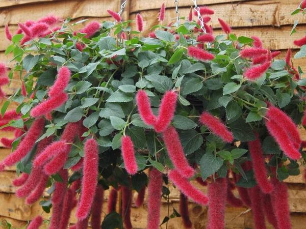 Акалифа висячая Mini Reds