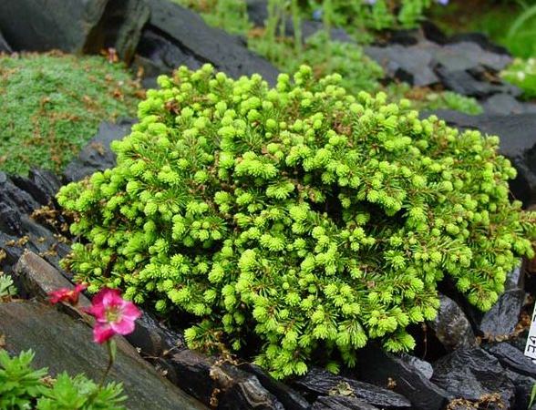Ель обыкновенная Little Gem