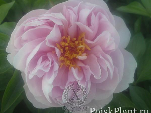 Пион травянистый Pink Vanguard