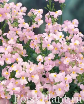 Немезия гибридная Fragrant Cloud