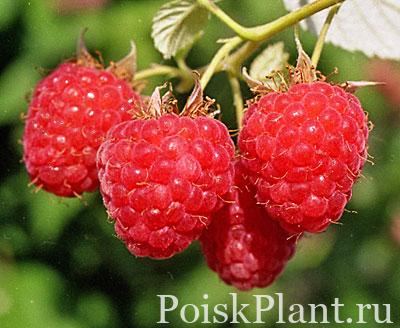 Малина обыкновенная Balsam