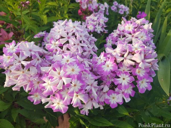 Флокс метельчатый Лунный Камень