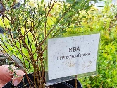 Чеховский