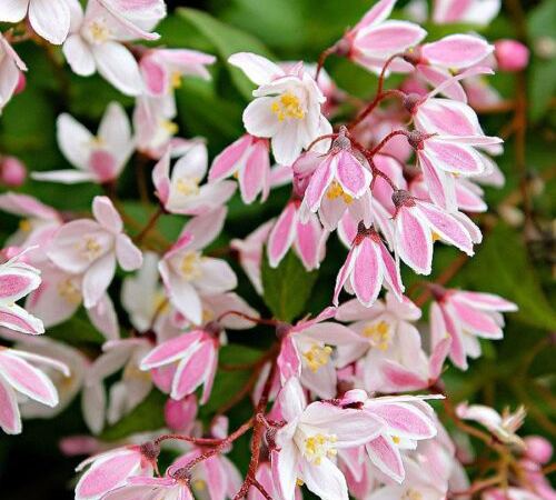 Дейция гибридная Yuki Cherry Blossom