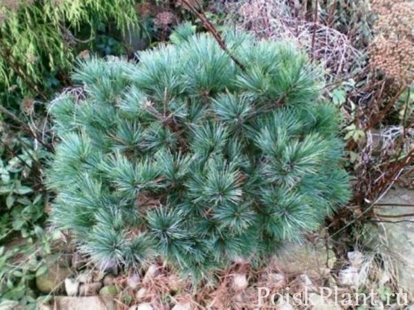 Сосна обыкновенная Tabuliformis
