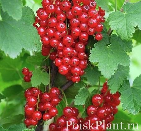 Смородина красная Saharnaja