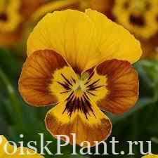 Виола виттрока Sorbet Honeybee