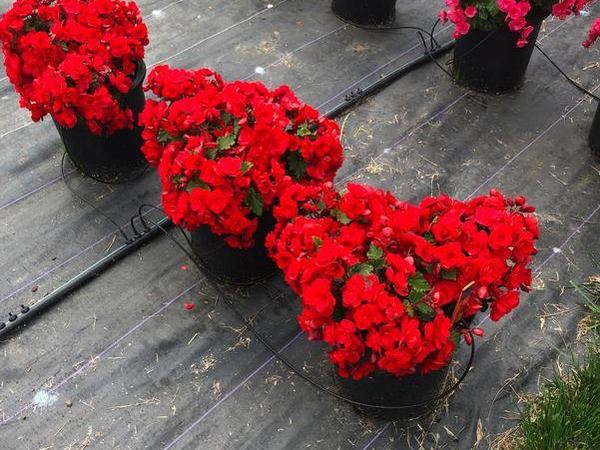 Бегония клубневая Vermillion Red