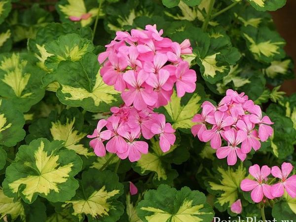 Пеларгония зональная Pink Happy Thought