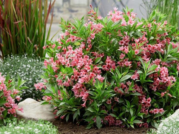 Вейгела цветущая Picobella Rosa