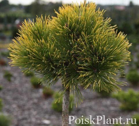 Сосна горная Nana Balcanica Aurea