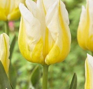 Тюльпан простой Эрли Фламинг Аграсс