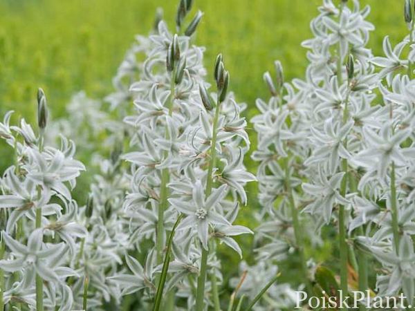 Птицемлечник кивающий