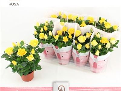 Роза гибридная Йеллоу Максима