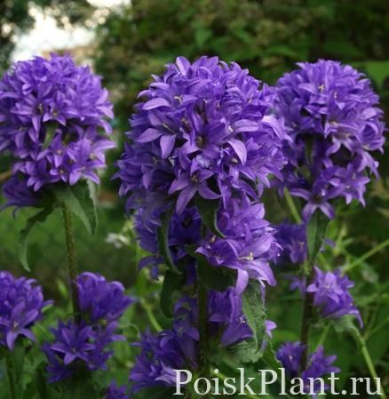 Колокольчик скученный Bellefleur Blue