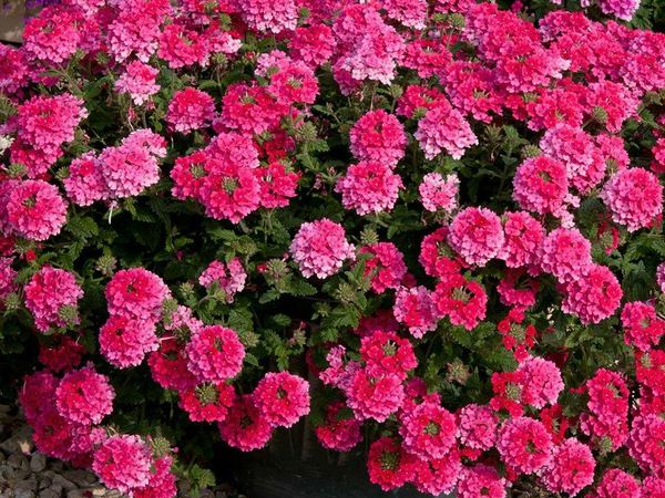 Вербена гибридная EnduraScape Hot Pink