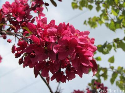 Яблоня гибридная Директор Моерланд