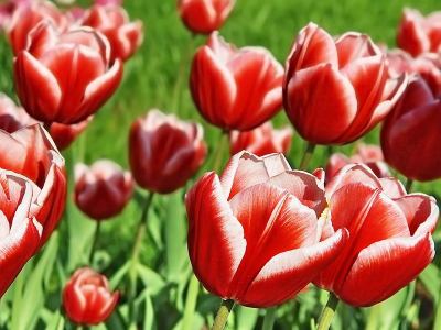 Тюльпан простой Эрли Луски Стрике