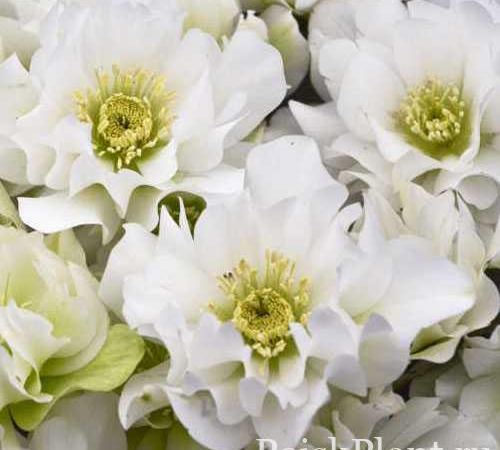 Морозник гибридный Wedding Bells
