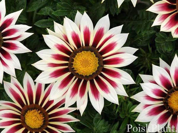 Газания гибридная New Day Rose Stripe