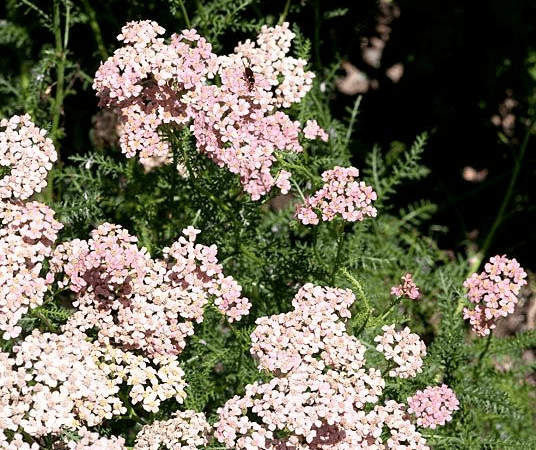 Тысячелистник обыкновенный Lilac Beauty