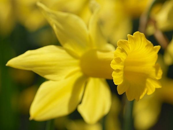 Нарцисс гибридный February Gold