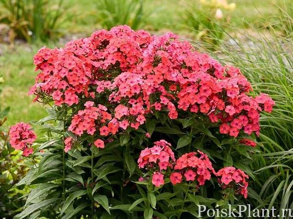 Флокс метельчатый Sunset Coral