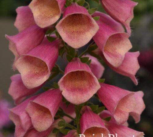 Наперстянка гибридная Arctic Fox Rose