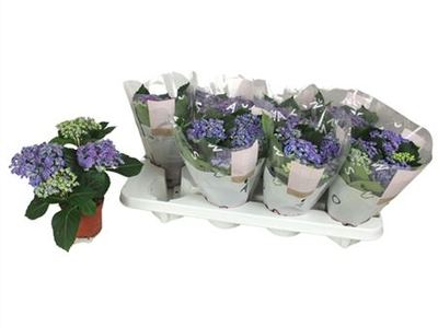Гортензия крупнолистная Керли Вурли Блю
