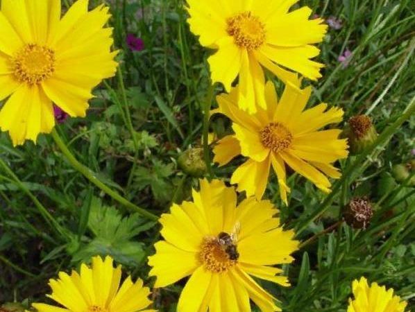 Кореопсис мутовчатый Сунбурст