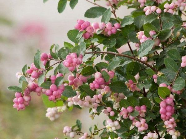 Снежноягодник Доренбоза Magic Berry